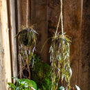 Artificial Faux Hanging Aloe Vera Plant in Pot