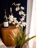 White Hui Lan Orchid in Glass Pot