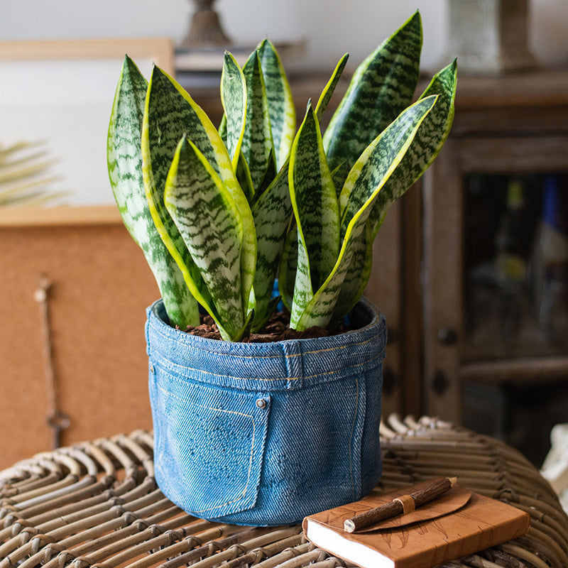 Pants for Plants Blue Jeans Cement Flower Pot