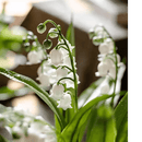 Faux Lily of the Valley in Brown Pot
