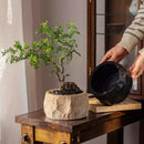 Mesa Cement Pot Planter