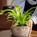 Mesa Cement Pot Planter