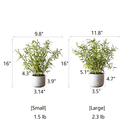 Realistic Mini Bamboo Leaf Potted Plant