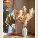 Natural Reed Stem 10 Stem Set 51" Tall