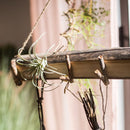 Natural Wood Wall Hook