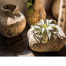 Parasol Tree Wood Natural Solid Wood Floral Container by RusticReach