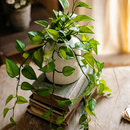 Artificial Devil's Ivy Plant in White Pot by RusticReach