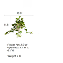 Artificial Devil's Ivy Plant in White Pot by RusticReach