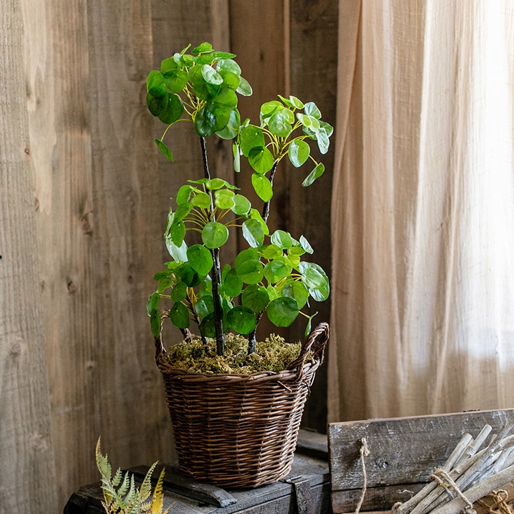 Artificial Potted Pilea Plant 26" Tall