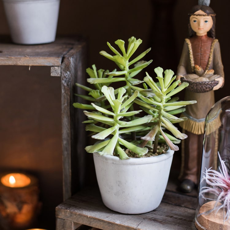 Artificial Faux Adromischus Succulent In Pot