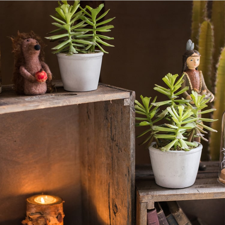 Artificial Faux Adromischus Succulent In Pot