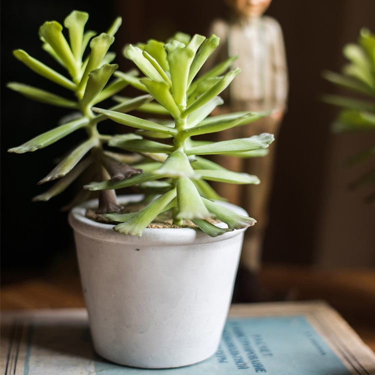 Artificial Faux Adromischus Succulent In Pot