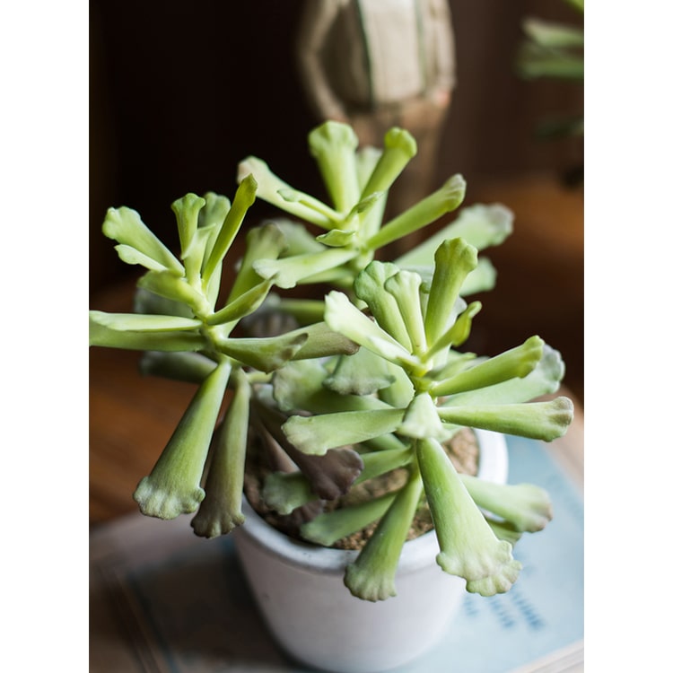 Artificial Faux Adromischus Succulent In Pot