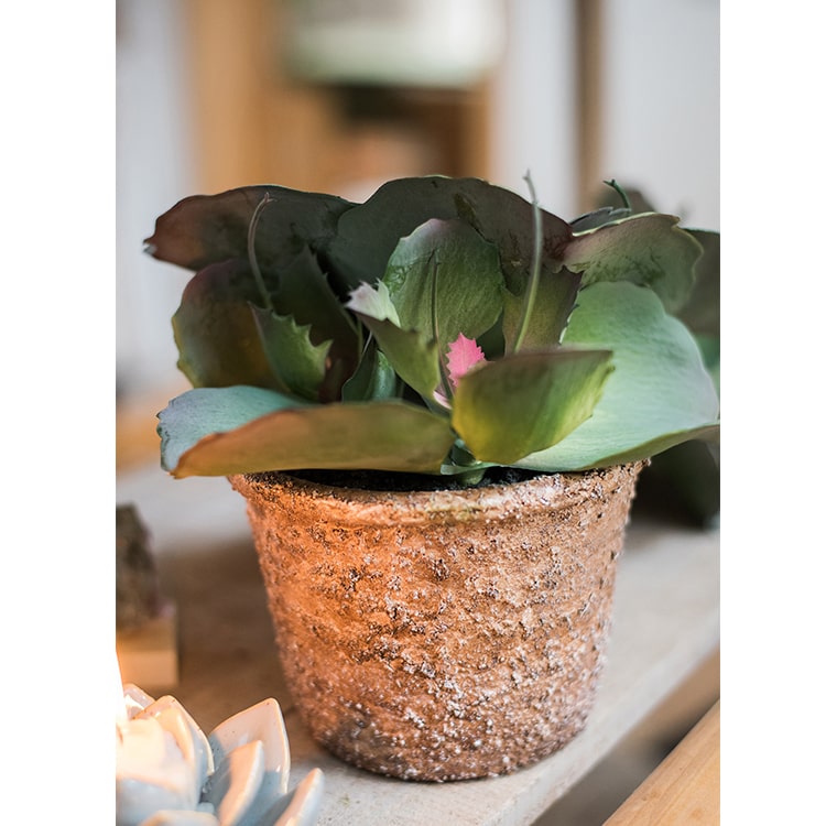 Artificial Real Touch Succulent Gigantea In Pot Faux