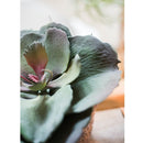 Artificial Real Touch Succulent Gigantea In Pot Faux