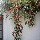 Orange Rose Vine Wall Décor Roses for Trellis and Backdrop by RusticReach