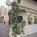Pink Rose  Flower Wall Climbing Flower Vines for Outdoor and Events