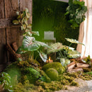 Faux Artificial Rooted Bunch Alocasia 19" Tall