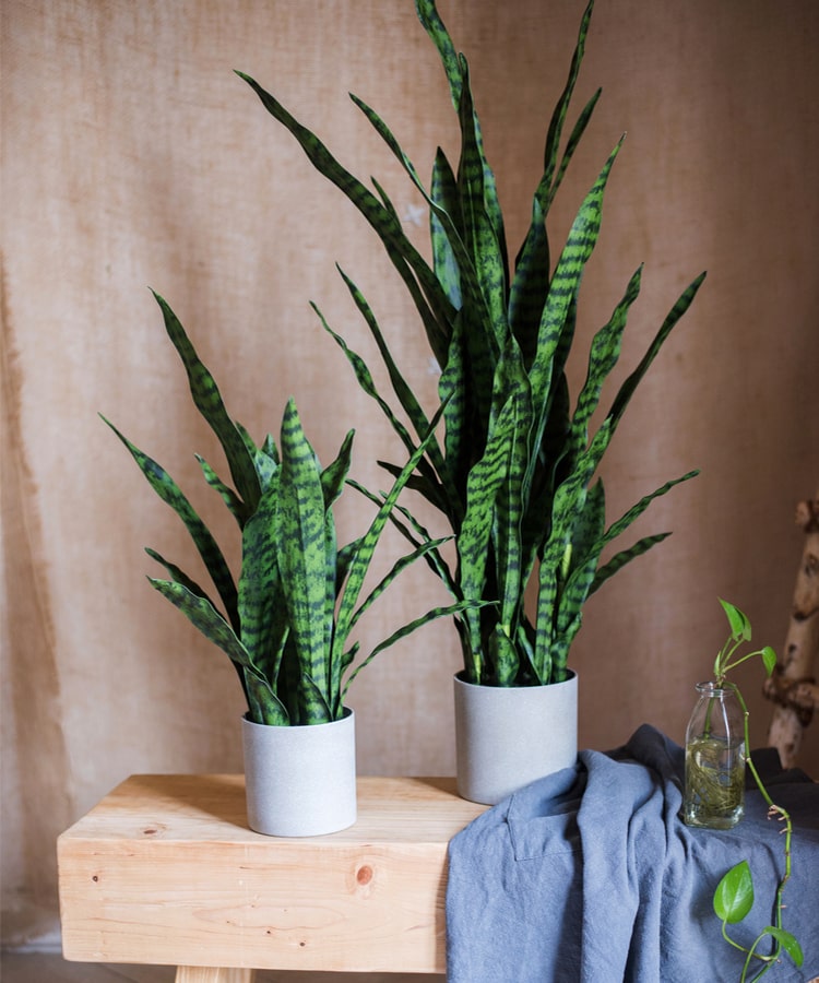 Faux Artificial Snake Plant In Pot Green