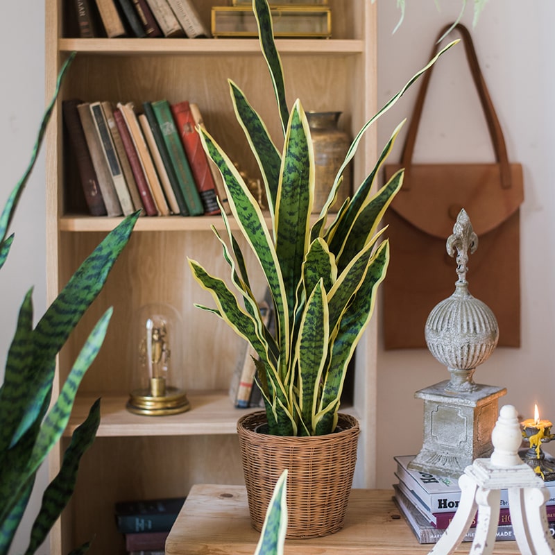 Faux Artificial Snake Plant in Pot Yellow Edged Leaf