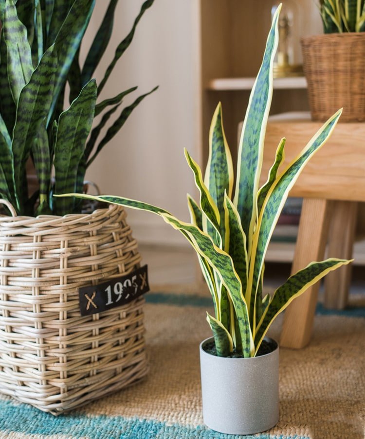 Faux Artificial Snake Plant in Pot Yellow Edged Leaf, photo 2 of 4