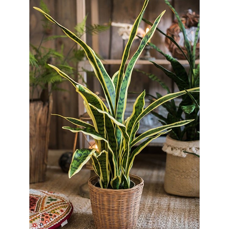 Faux Artificial Snake Plant in Pot Yellow Edged Leaf, photo 4 of 4