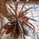 Artificial Spider Brake Fern Stem in Brown 43" Tall Faux