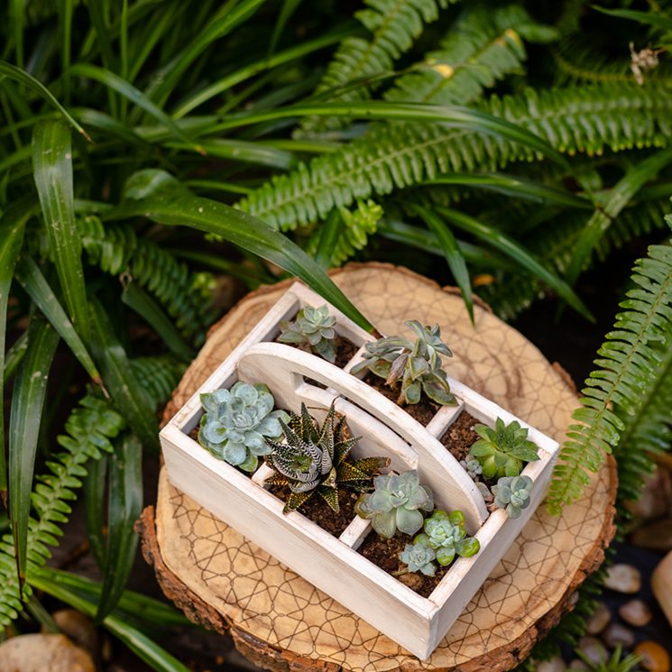 Wooden Desktop Organizer Succulent Planter