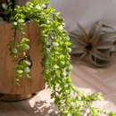 Petite Foliage Weeping Fern Sprig