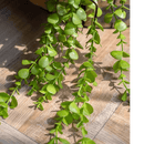 Petite Foliage Weeping Fern Sprig