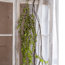 Petite Foliage Weeping Fern Sprig