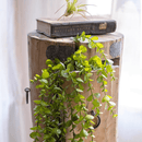 Petite Foliage Weeping Fern Sprig