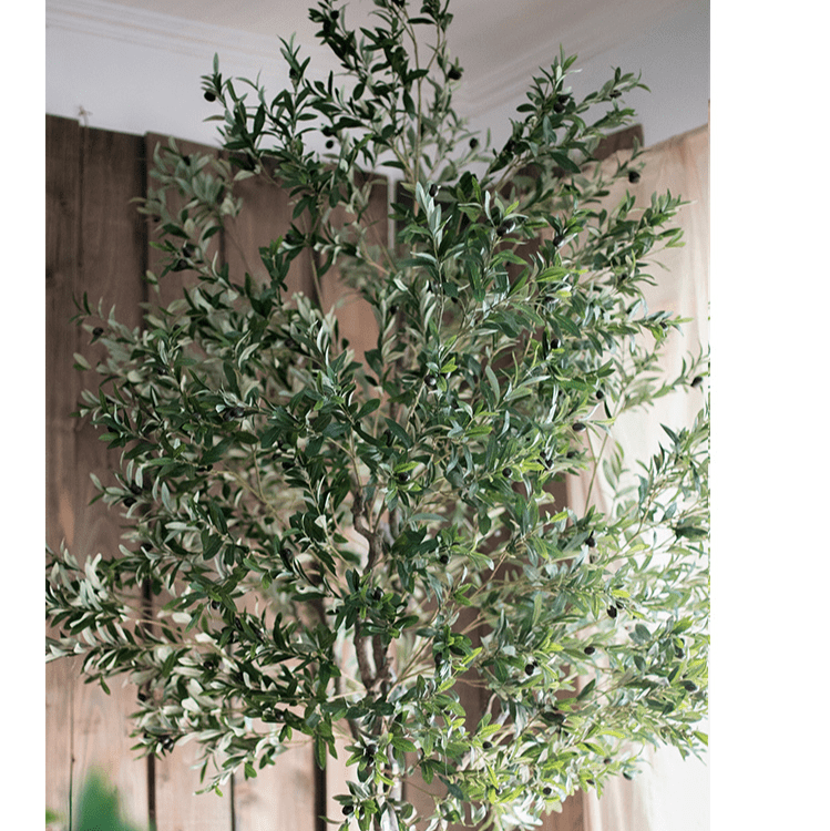 Extra Large Tall Olive Tree 118" Tall, photo 4 of 6