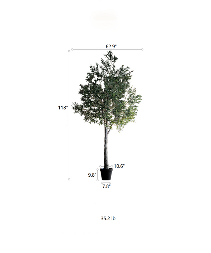 Extra Large Tall Olive Tree 118" Tall