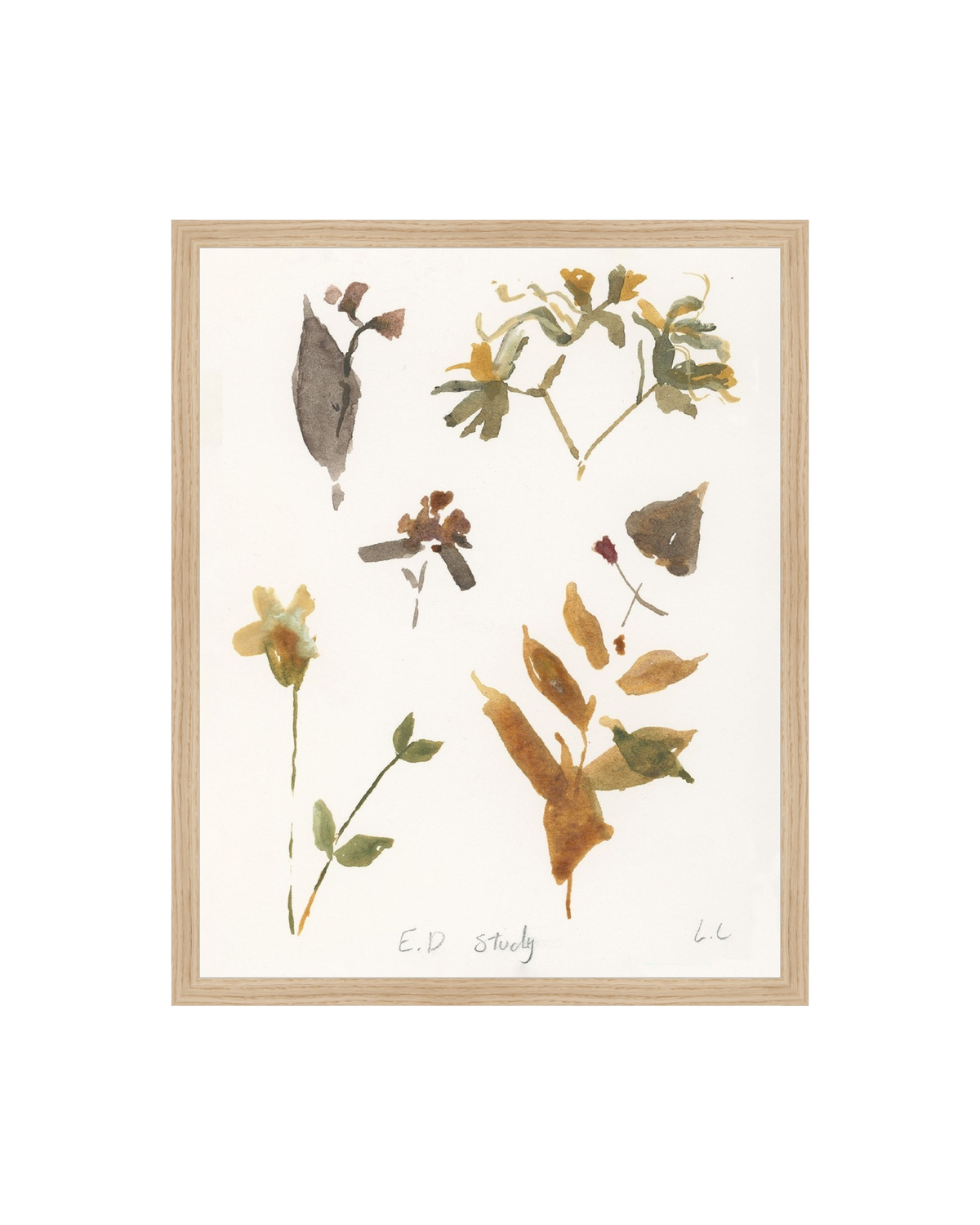 E.D Botanical Study, photo 5 of 34