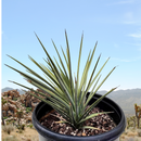 Joshua Tree by The Cactus Outlet