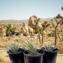 Joshua Tree by The Cactus Outlet