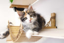 The Juggernaut - Indoor Cat Playground for Wall