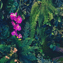 Jungle Wallpaper, Forest Greenery Botanical Wall Mural.