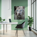Blue-Eyed White Tiger Glass Wall Art – Fierce Wildlife Portrait with Striking Gaze-KAFCD016