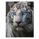 Blue-Eyed White Tiger Glass Wall Art – Fierce Wildlife Portrait with Striking Gaze-KAFCD016