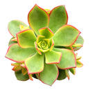 Aeonium Kiwi Haworthii