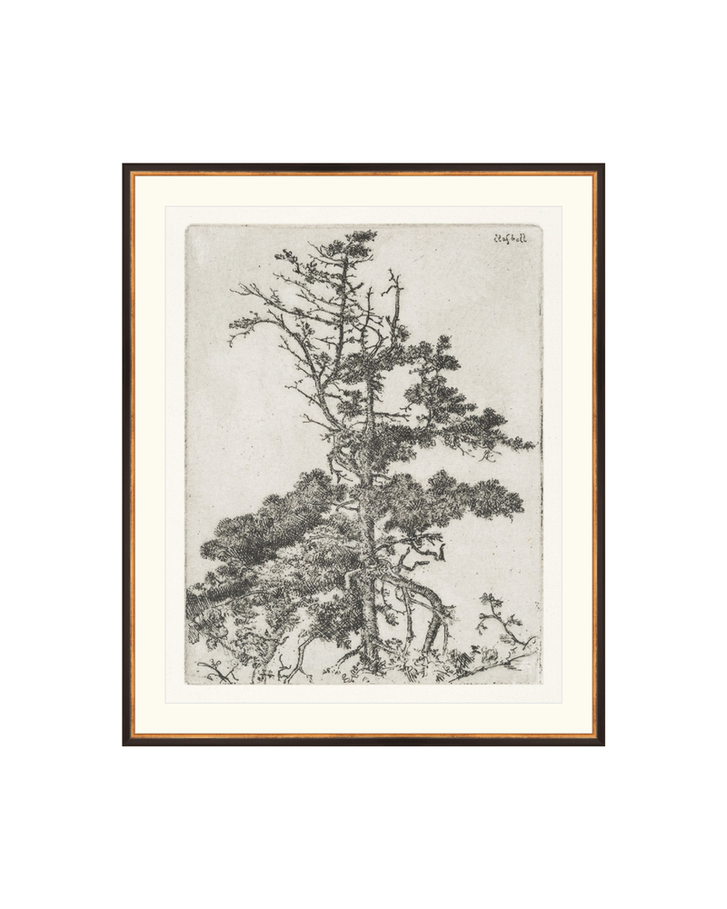 Pine Etchings 2
