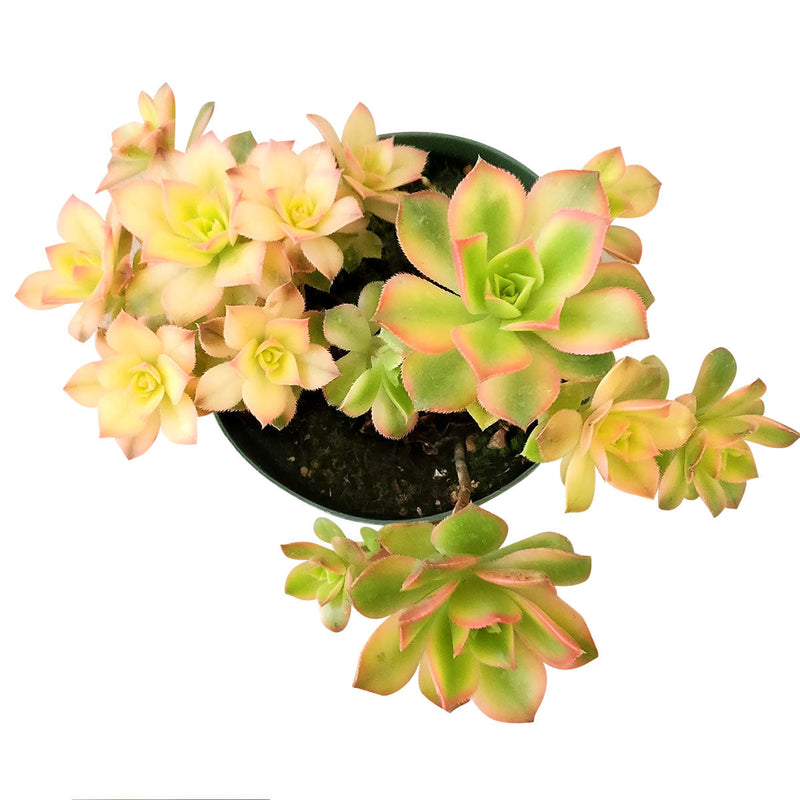 Aeonium Kiwi Haworthii