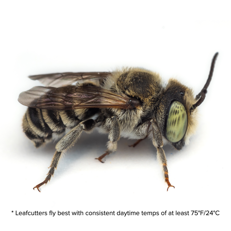 Summer Leaf Bees - (200ct) Free FedEx 2-Day Mail