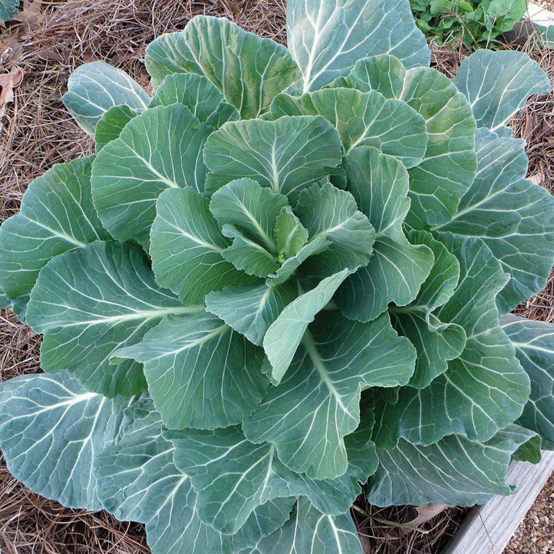 Georgia Southern Collards