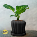Lunar Bloom Plant Pot