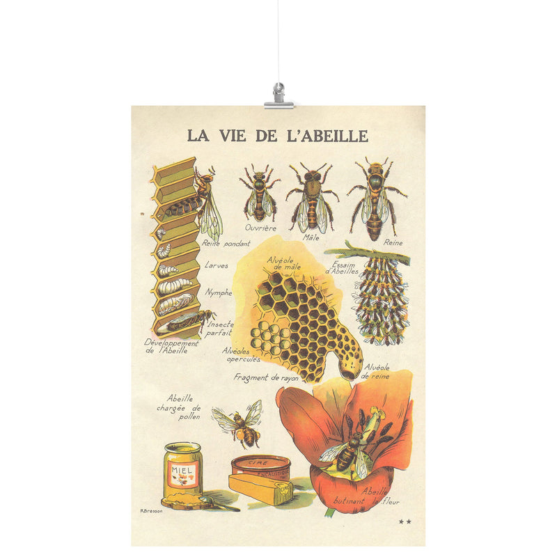 "La Vie De L'Abeille" (The Life of the Bee) Matte Poster