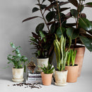 Terracotta Studio Planter, Whitewash by Bloomist