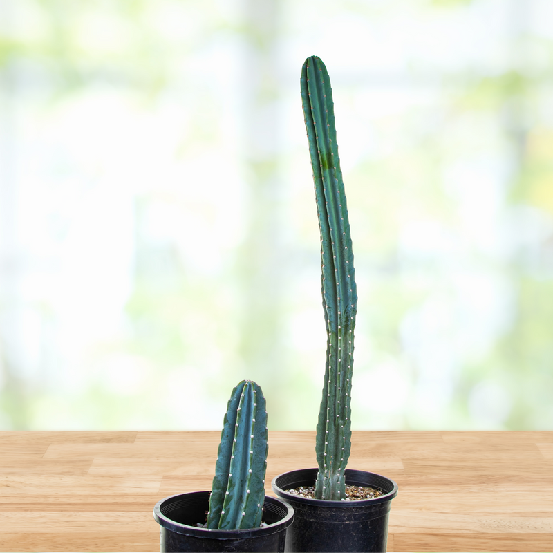Peruvian Apple Cactus